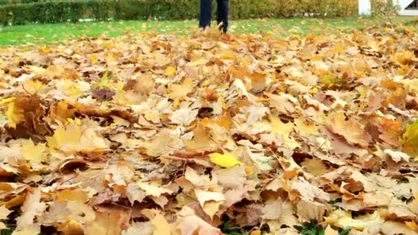 Frau tritt umgestürzte Ahornblätter in Park Outdoor-Aktivitäten im Herbst. — Stockvideo