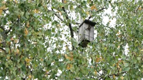 Casa de pájaros de madera adosada entre las ramas de abedul. Follaje otoñal con hojas amarillas — Vídeo de stock