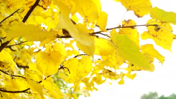 Fondo natural de otoño con follaje de arce amarillo . — Vídeos de Stock
