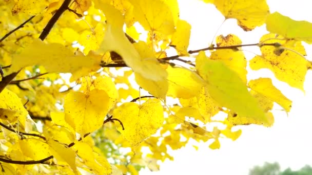 Automne fond naturel avec feuillage d'érable jaune . — Video