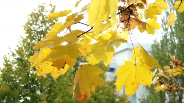 黄色のもみじの木の紅葉と秋の自然な背景. — ストック動画