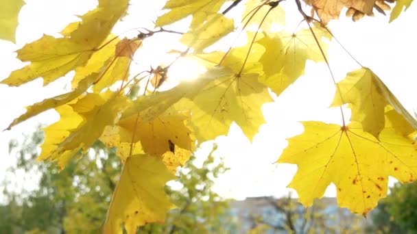 Φθινόπωρο φυσικό υπόβαθρο με φύλλωμα δέντρων σφενδάμνου κίτρινο. — Αρχείο Βίντεο