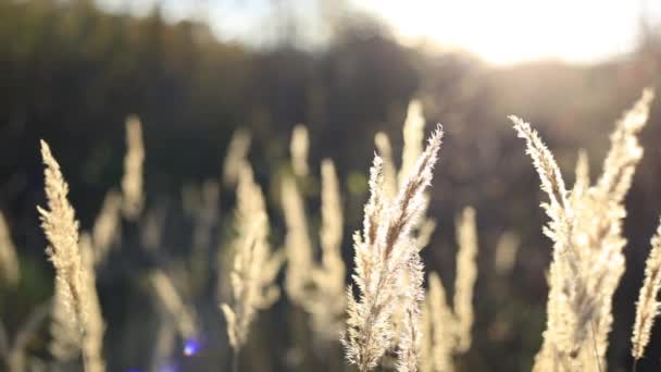 Natürlicher Hintergrund mit gelbem getrockneten Gras. Sommer Hintergrund mit Sonnenuntergang Bokeh. Krim. — Stockvideo