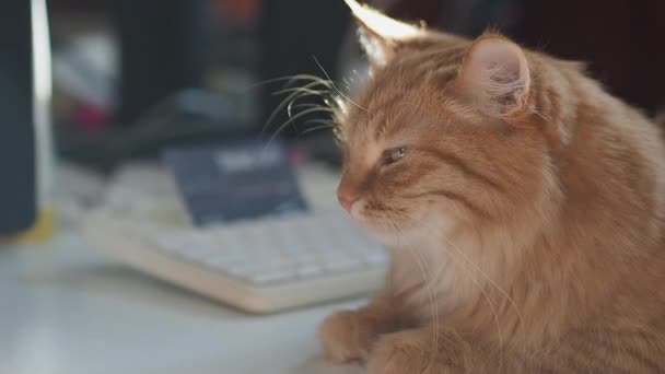 Lindo gato jengibre acostado en la mesa. Acogedora casa con mullido adormecimiento de mascotas a la luz del sol. El niño está jugando con el gato . — Vídeos de Stock