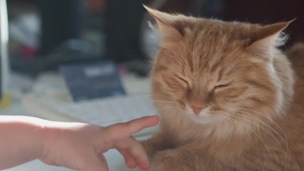 Gato de gengibre bonito deitado na mesa. Aconchegante casa com pet fofo dormindo à luz do sol. A criança está brincando com o gato . — Vídeo de Stock