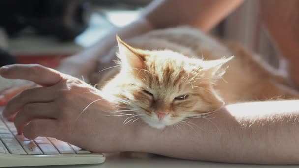 Manusia mengetik di papan ketik komputer. Kucing Ginger imut sedang mengantuk di tangan pria. Hewan peliharaan berbulu berpelukan dengan pemiliknya dan mendapatkan di jalan karyanya. Pekerjaan lepas. . — Stok Video