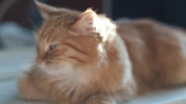 Bilgisayar klavyesi yakınında masada yatan sevimli zencefil kedi. Kabarık evcil hayvan güneş ışığında dozing ile rahat ev. Toddler kedi strocking olduğunu.