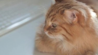 Bilgisayar klavyesi yakınında masada yatan sevimli zencefil kedi. Güneş ışığında dozlama kabarık evcil hayvan ile rahat ev.