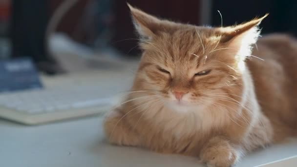 Söt ingefära katt liggande på bordet nära datortangentbord. Mysigt hem med fluffigt husdjur schaktning i solljus. — Stockvideo