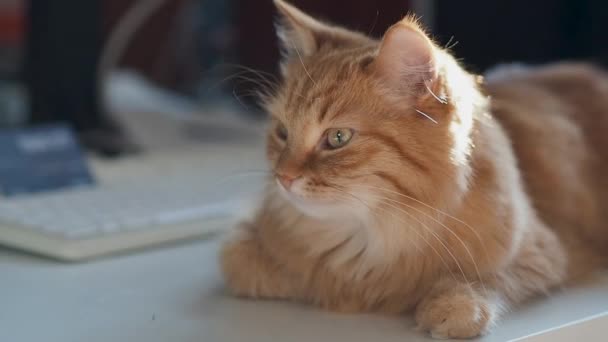 Gato de gengibre bonito deitado na mesa perto do teclado do computador. Aconchegante casa com pet fofo dormindo à luz do sol . — Vídeo de Stock