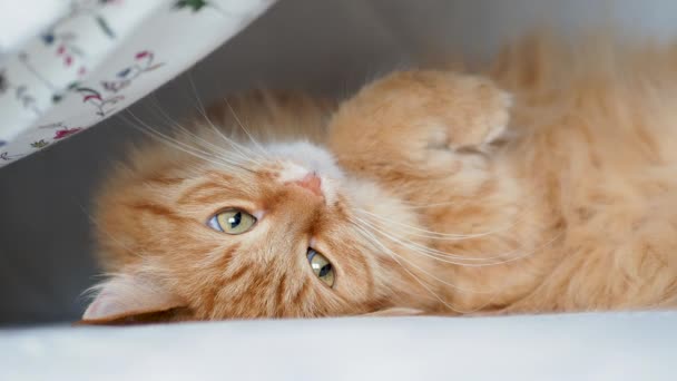 Lindo gato de jengibre acostado boca arriba en la cama. Mascota esponjosa con expresión facial curiosa . — Vídeos de Stock