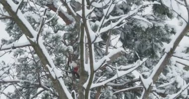 Büyük benekli ağaçkakan, Dendrocopos Major, bir ağacın kabuğuna vurur, ve kırılabilir böcekler çıkarır. Kışın ormandaki kuş.