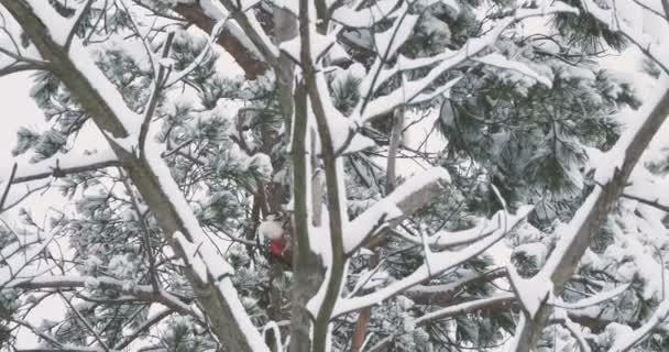 Grande pica-pau manchado, Dendrocopos major, bate na casca de uma árvore, extraindo insetos edable. Pássaro na floresta de inverno. — Vídeo de Stock