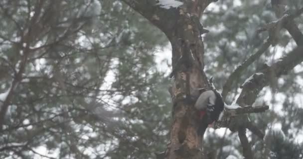 Великий пятнистый дятел, майор дендрокопа, стучит в кору дерева, извлекая редактируемых насекомых. Птица в зимнем лесу. — стоковое видео