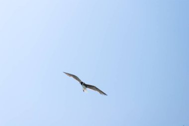 Martı açık mavi gökyüzünde uçuyor. Güneşli bir günde uçan kuş ile doğal arka plan. Mısır.