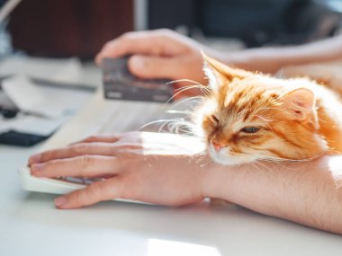 Man is typing at the computer keyboard and holding creadit card in hand. Cute ginger cat dozing on man's hand. Furry pet cuddling up to it's owner and getting in the way of his work. Freelance job. clipart