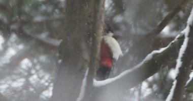 Büyük benekli ağaçkakan, Dendrocopos Major, bir ağacın kabuğuna vurur, ve kırılabilir böcekler çıkarır. Kışın ormandaki kuş.