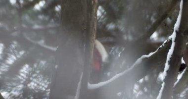 Büyük benekli ağaçkakan, Dendrocopos Major, bir ağacın kabuğuna vurur, ve kırılabilir böcekler çıkarır. Kışın ormandaki kuş.