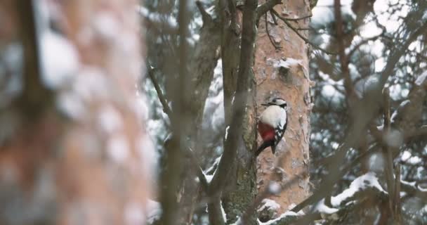 Stor fläckig hackspett, Dendrocopos major, knackar på barken på ett träd, extraherar ätbara insekter. Fågel i vinterskogen. — Stockvideo