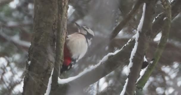 Il grande picchio maculato, Dendrocopos major, bussa alla corteccia di un albero, estraendo insetti modificabili. Uccello nella foresta invernale. — Video Stock