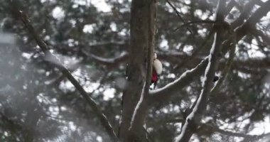 Büyük benekli ağaçkakan, Dendrocopos Major, bir ağacın kabuğuna vurur, ve kırılabilir böcekler çıkarır. Kışın ormandaki kuş.