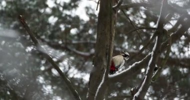 Büyük benekli ağaçkakan, Dendrocopos Major, bir ağacın kabuğuna vurur, ve kırılabilir böcekler çıkarır. Kışın ormandaki kuş.