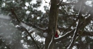 Büyük benekli ağaçkakan, Dendrocopos Major, bir ağacın kabuğuna vurur, ve kırılabilir böcekler çıkarır. Kışın ormandaki kuş.