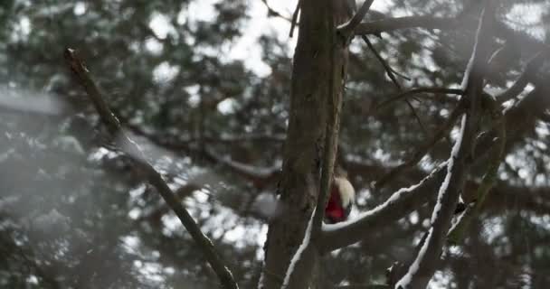 Grote gespikkelde specht, Dendrocopos major, klopt op de schors van een boom, verwijdert bewerkbare insecten. Vogel in winterbos. — Stockvideo
