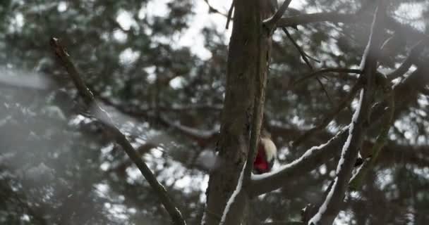 Gran pájaro carpintero manchado, Dendrocopos major, golpea la corteza de un árbol, extrayendo insectos edables. Pájaro en bosque de invierno. — Vídeo de stock