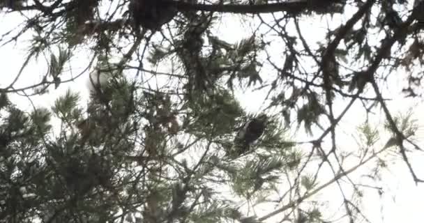 Великий плямистий дятел, Dendrocopos Major, стукає по корі дерева, витягуючи комах, які піддаються обробці. Птах у зимових лісах. — стокове відео