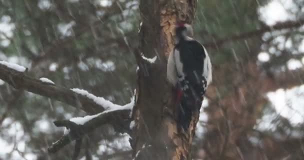 Velký skvrnitý datel, Dendrocopos major, klepe na kůru stromu a vytahuje jedlý hmyz. Pták v zimním lese. — Stock video