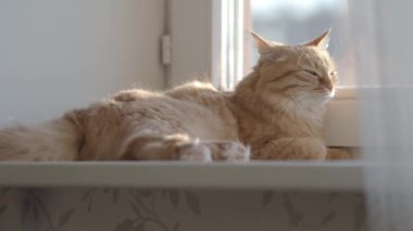 Pencere eşik üzerinde yatan ve bir şeye bakan sevimli zencefilli kedi. Evde kabarık evcil hayvan. Düz profil.