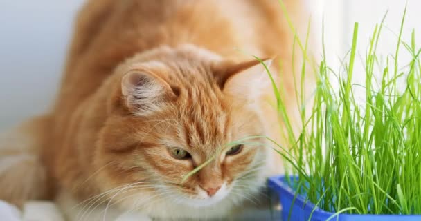かわいいジンジャー猫は、屋内植物の緑の葉の近くの窓枠に居眠り。自宅で猫のための特別な草とふわふわのペット. — ストック動画
