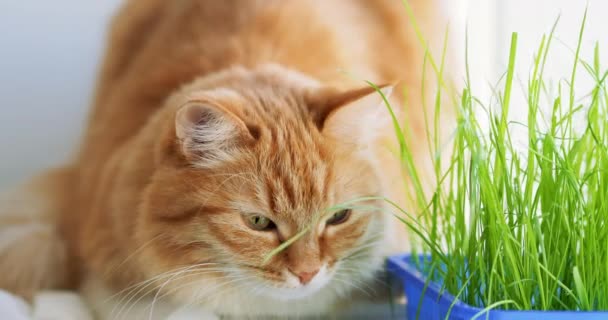 Schattige gember kat dozeren op vensterbank in de buurt van groene bladeren van indoor plant. Pluizig huisdier met speciaal gras voor katten thuis. — Stockvideo