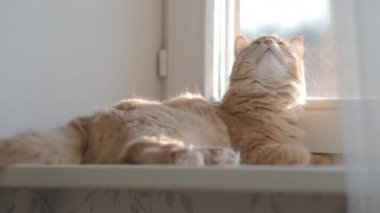 Pencere eşik üzerinde yatan ve bir şeye bakan sevimli zencefilli kedi. Evde kabarık evcil hayvan. Düz profil.