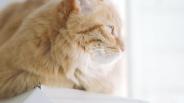 Pencere eşik üzerinde yatan ve bir şeye bakan sevimli zencefilli kedi. Evde kabarık evcil hayvan.