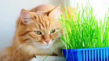 Sevimli zencefil kedi kapalı bitkinin yeşil yaprakları yakınında pencere eşik üzerinde dozing. Evde kediler için özel çim ile Kabarık evcil hayvan.