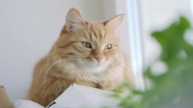Sevimli zencefil kedi kapalı bitkinin yeşil yaprakları yakınında pencere eşik üzerinde dozing. Evde kabarık evcil hayvan. Düz profil.