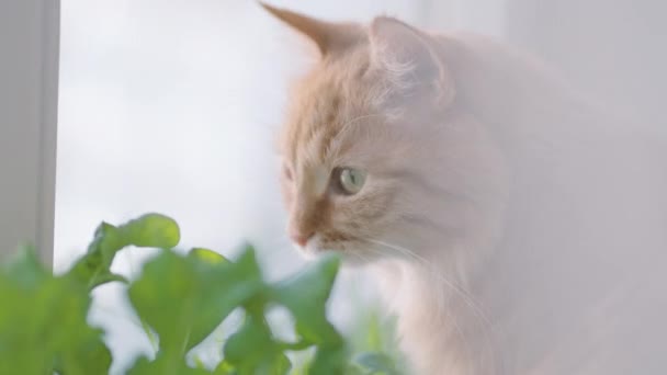 Söt ingefära katt schaktande på fönsterbrädan nära gröna blad av inomhus anläggning. Fluffigt husdjur hemma. — Stockvideo