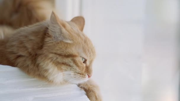 Lindo gato jengibre acostado en el alféizar de la ventana y mirando algo. Mascota esponjosa en casa . — Vídeo de stock