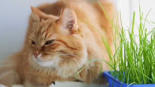 Chat roux mignon somnolant sur le rebord de la fenêtre près des feuilles vertes de la plante d'intérieur. Animaux de compagnie moelleux avec herbe spéciale pour chats à la maison . — Video