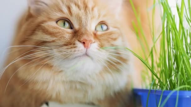 Die süße Ingwerkatze döst auf der Fensterbank in der Nähe der grünen Blätter der Zimmerpflanze. flauschiges Haustier mit speziellem Gras für Katzen zu Hause. — Stockvideo