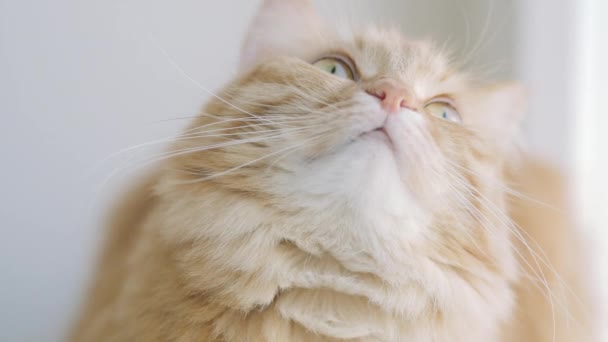 Pencere eşik üzerinde yatan ve bir şeye bakan sevimli zencefilli kedi. Evde kabarık evcil hayvan. — Stok video