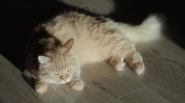 Yerde yatan sevimli zencefilli kedi. Evde kabarık evcil hayvan.