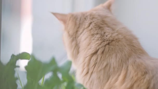 Lindo gato jengibre dormitando en el alféizar de la ventana cerca de hojas verdes de la planta interior. Una mascota esponjosa en casa. Perfil plano . — Vídeos de Stock