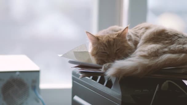 Lindo jengibre gato dormitando en la unidad del sistema informático Fluffy mascota en geeks o IT-especialistas en el hogar . — Vídeo de stock