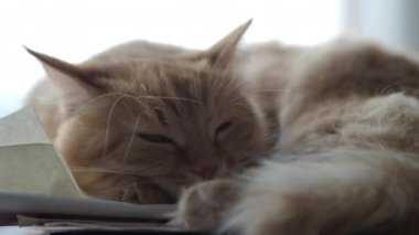 Sevimli zencefil kedi kağıt yığını üzerinde uyukluyor. Evde kabarık evcil hayvan.