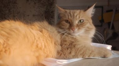 Sevimli zencefil kedi kağıt yığını üzerinde uyukluyor. Evde kabarık evcil hayvan.