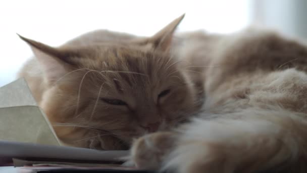 Симпатичный рыжий кот дремлет на куче бумаги. Пушистые домашние животные . — стоковое видео