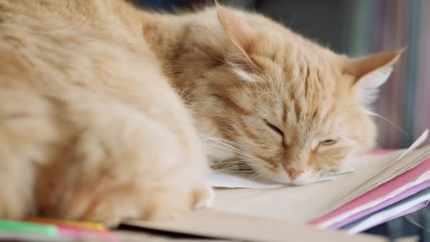 可爱的姜猫在一堆纸上打盹。蓬松的宠物在家里. — 图库视频影像